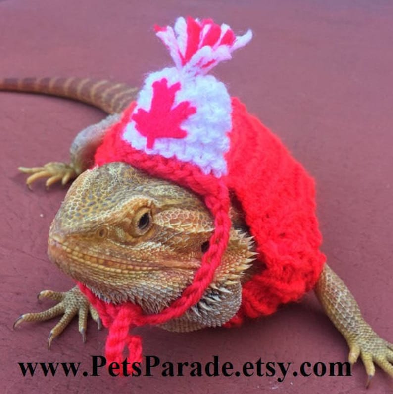 sweatshirts for bearded dragons
