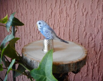 miniature budgies for sale