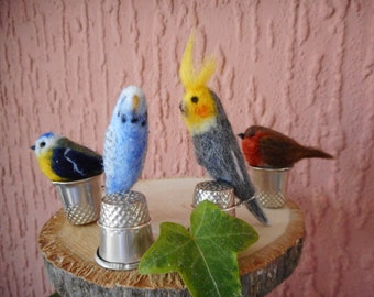 miniature budgies for sale