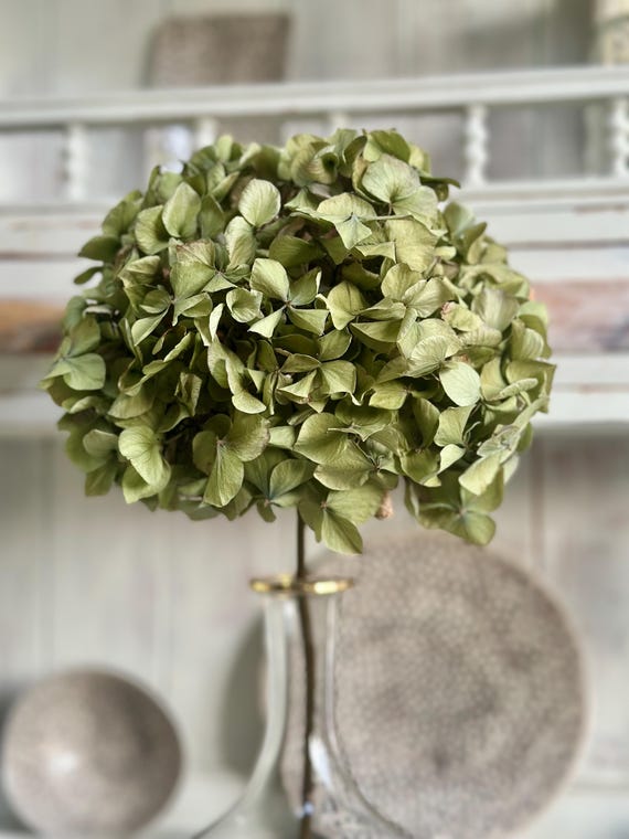 Dried Hydrangea Bloom Extra Large * Vintage Green Hydrangea Flower * Weddings *
