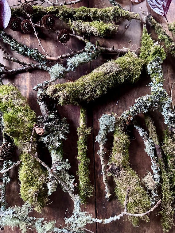 30 Natural dried lichen moss and pinecones