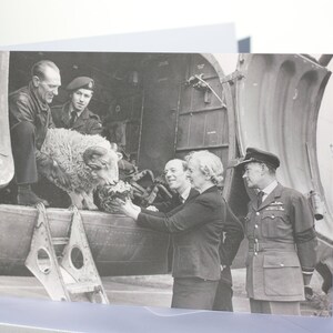A5 Vintage wenskaart zeldzame persfoto van schapen in vliegtuig, leger uit de jaren 1950, blanco gelaten binnenin, met witte envelop / biologisch afbreekbaar
