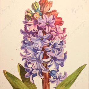 Papel de decoupage para muebles - 7 tamaños - Arte botánico - Decoupage floral - Jacinto azul y morado