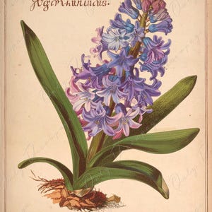 Agapanto - Papel para decoupage de muebles - 7 tamaños - Arte botánico - Decoupage floral