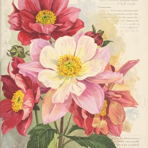 Arte botánico - 7 tamaños - Papel de decoupage grande para muebles - Decoupage floral
