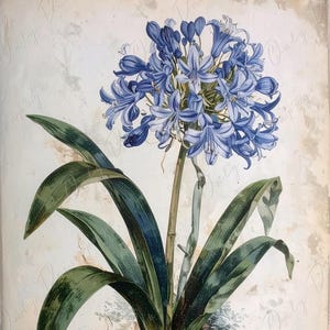 Agapanto - Papel para decoupage de muebles - 7 tamaños - Arte botánico - Decoupage floral