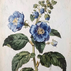 Papel para decoupage de muebles - 7 tamaños - Arte botánico - Decoupage floral