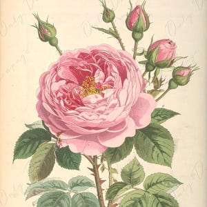 Papel de decoupage para muebles - 7 tamaños - Arte botánico - Rosa pastel