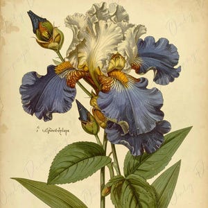 Papel de decoupage para muebles - 7 tamaños - Arte botánico - Flor de iris pastel