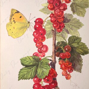 Arte botánico - 7 tamaños - Papel de decoupage grande para muebles - Decoupage floral - Grosella roja
