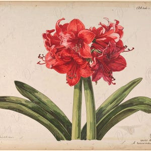 Papel para decoupage de muebles - 7 tamaños - Arte botánico - Decoupage floral