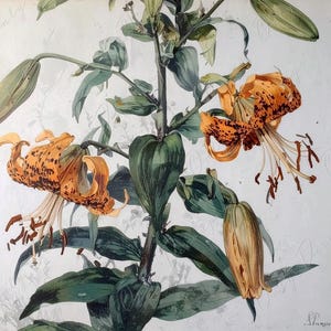 Lilium en acuarela - Papel para decoupage de muebles - 7 tamaños - Arte botánico - Decoupage floral