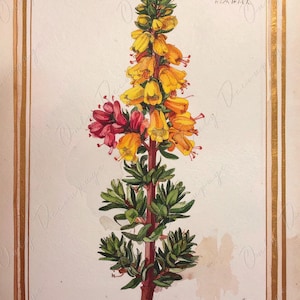Arte botánico en acuarela - 7 tamaños disponibles - Papel de decoupage grande para muebles - Ilustración floral antigua