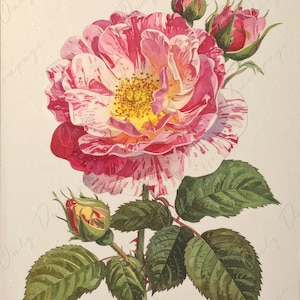 Rosa Gallica - Papel de decoupage para muebles - 7 tamaños - Arte Botánico