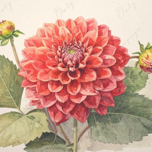 Dalia Roja - Papel de decoupage para muebles - 7 tamaños - Arte Botánico