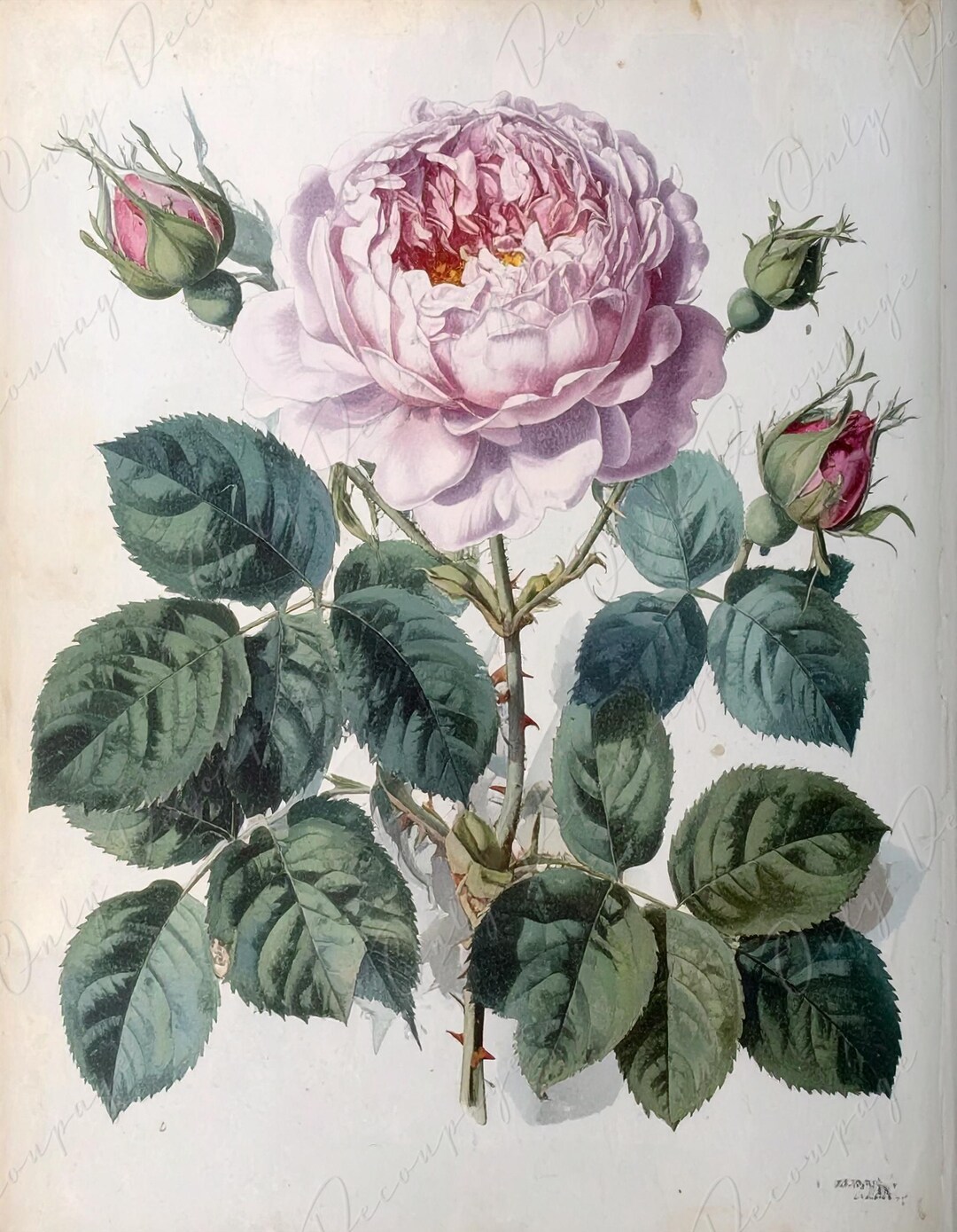 Regalices Rosa Rosa Gallica Regalis - Decoupage Paper for Furniture - 7 Size Options ...