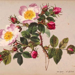 Rosa Pimpinellifolia - Papel de decoupage para muebles - 7 tamaños - Arte Botánico