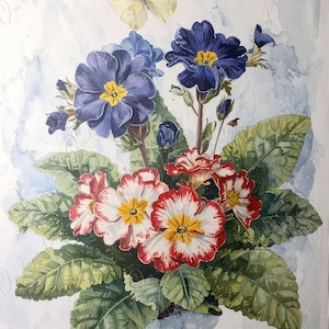 Primula Auricula - Papel de decoupage para muebles - 7 tamaños - Arte Botánico