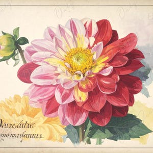 Arte botánico - 7 tamaños - Papel de decoupage grande para muebles - Decoupage floral