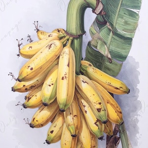 Art botanique - 7 formats au choix - Grand papier de découpage pour meubles - Décoration florale - Fruits tropicaux - Bananes