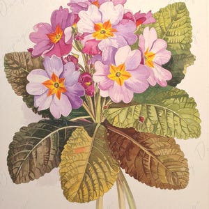 Primrose - Papel de decoupage para muebles - 7 tamaños - Arte Botánico