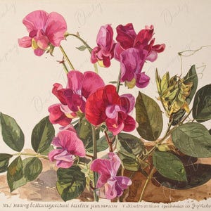 Lathyrus Latifolius - Papel de decoupage para muebles - 7 tamaños - Arte Botánico