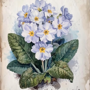 Primrose - Arte botánico - 7 tamaños - Papel de decoupage grande para muebles - Ilustración floral antigua