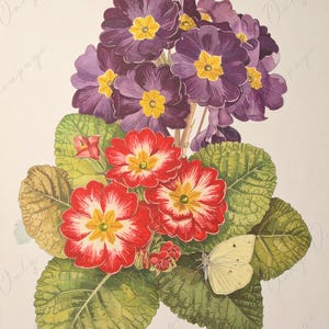 Primula Auricula - Papel de decoupage para muebles - 7 tamaños - Arte Botánico