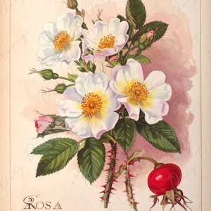 Rosa Moschata - Papel de decoupage para muebles - 7 tamaños - Arte Botánico