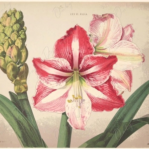 Amarilis - Papel de decoupage para muebles - 7 tamaños - Arte Botánico