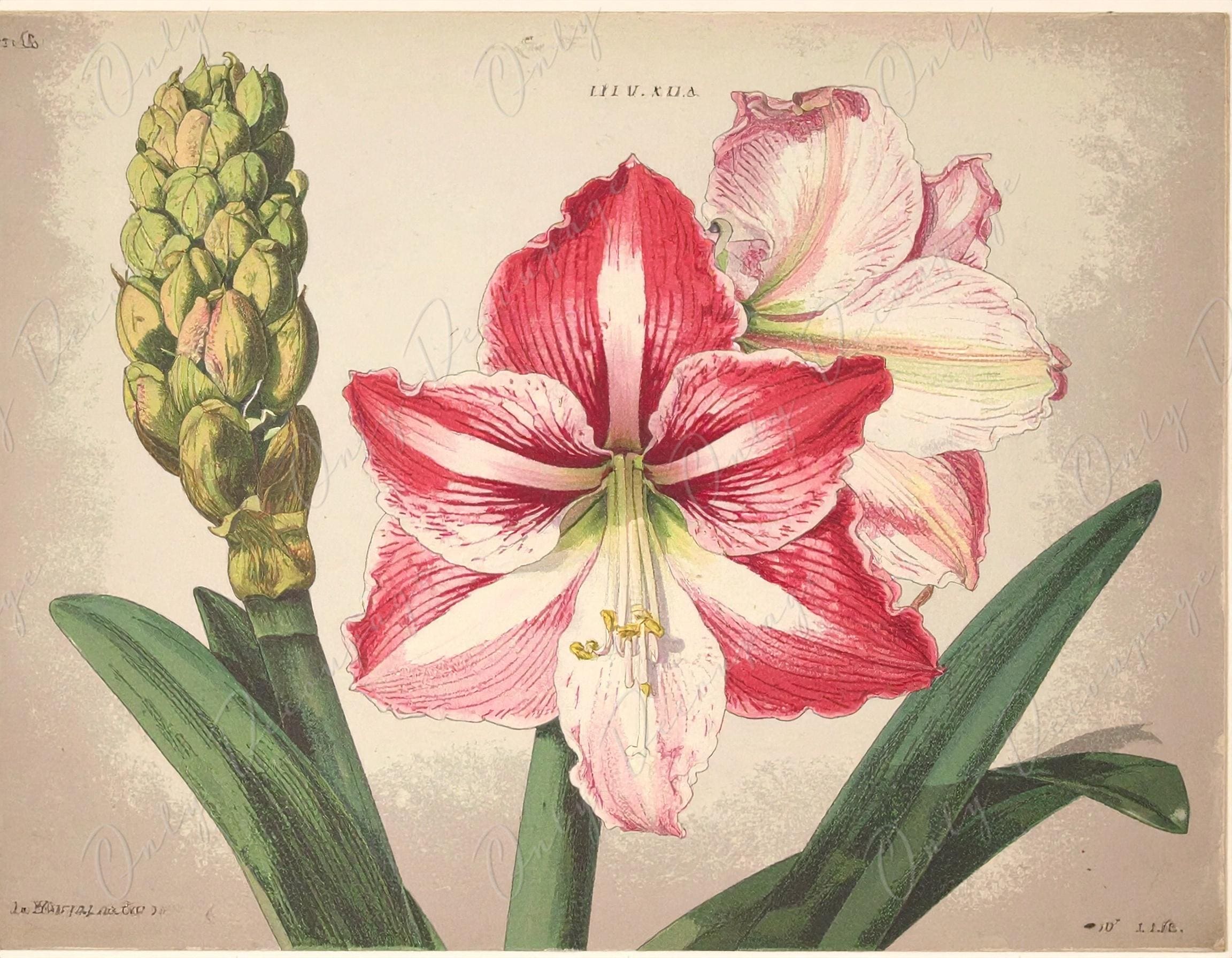 Purple amaryllis - Etsy 日本