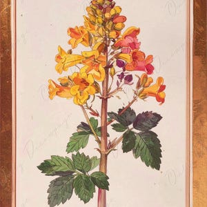 Arte botánico en acuarela - 7 tamaños disponibles - Papel de decoupage grande para muebles - Ilustración floral antigua