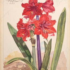 Papel de decoupage para muebles - 7 tamaños - Arte botánico - Decoupage floral rojo