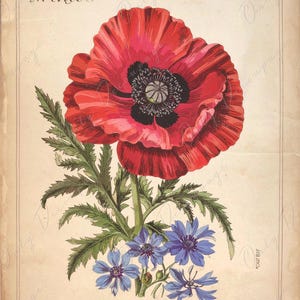 Arte botánico - 7 tamaños - Papel de decoupage grande para muebles - Amapola roja