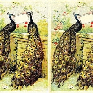 Peacock - Decorative Decoupage Paper - for Furniture - Large Size Options [ Colorful ]