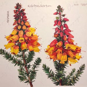 Epacris Longiflora - Papel de decoupage para muebles - 7 tamaños - Arte Botánico