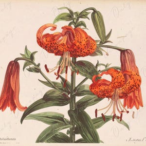 Lilium - Papel de decoupage para muebles - 7 tamaños - Arte botánico - Decoupage floral