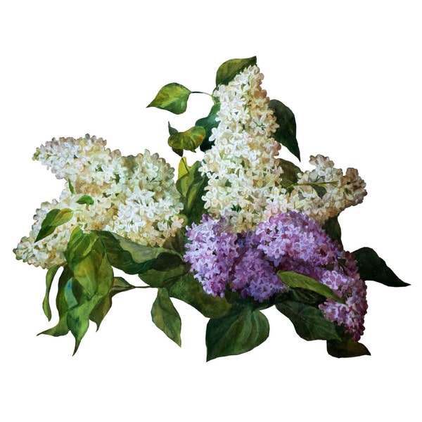 Lila blanca - Flores - Decoupage floral - Papel de decoupage grande para muebles - Papel de arroz para decoupage