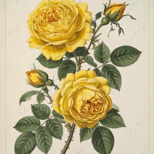Papel de decoupage para muebles - 7 tamaños - Arte botánico - Pintura de rosas amarillas
