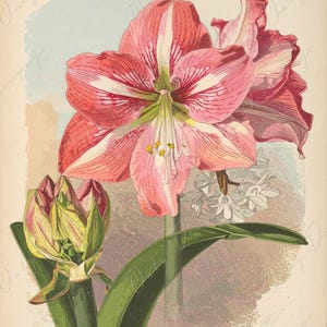 Amarilis - Papel de decoupage para muebles - 7 tamaños - Arte Botánico