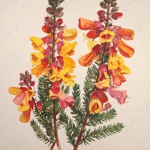 Epacris Longiflora - Papel de decoupage para muebles - 7 tamaños - Arte Botánico