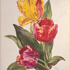 Papel para decoupage de muebles - 7 tamaños - Arte botánico - Decoupage floral