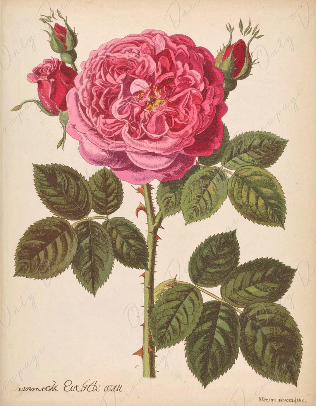 Regalices Rosa Rosa Gallica Regalis - Decoupage Paper for Furniture - 7 Size Options ...
