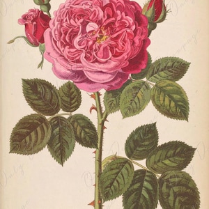 Rosa Gallica Regalis - Papel de decoupage para muebles - 7 tamaños - Arte Botánico