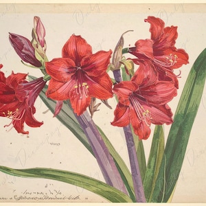 Papel de decoupage para muebles - 7 tamaños - Arte botánico - Decoupage floral rojo