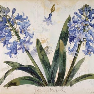 Agapanto - Papel para decoupage de muebles - 7 tamaños - Arte botánico - Decoupage floral