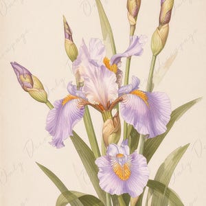 Papel de decoupage para muebles - 7 tamaños - Arte botánico - Flor de iris pastel