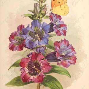 Arte botánico en acuarela - 7 tamaños disponibles - Papel de decoupage grande para muebles - Ilustración floral antigua