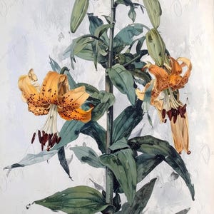 Lilium en acuarela - Papel para decoupage de muebles - 7 tamaños - Arte botánico - Decoupage floral