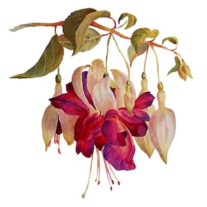 Fuchsia Hybrida - Flowers - Floral Decoupage - Large Decoupage Paper for Furniture - Rice Paper for Decoupage